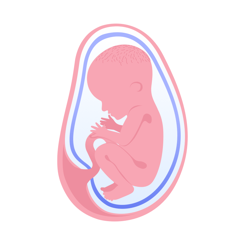illustration av foster i vecka 32