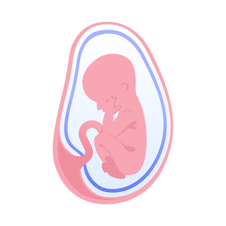 illustration av foster i vecka 24