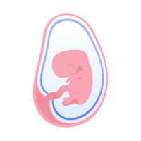 illustration av foster i vecka 8