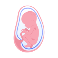 illustration av foster i vecka 30