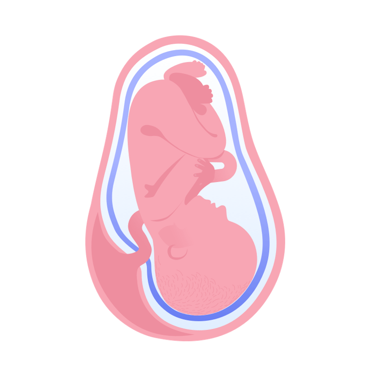illustration av foster i vecka 36