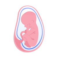 illustration av foster i vecka 31