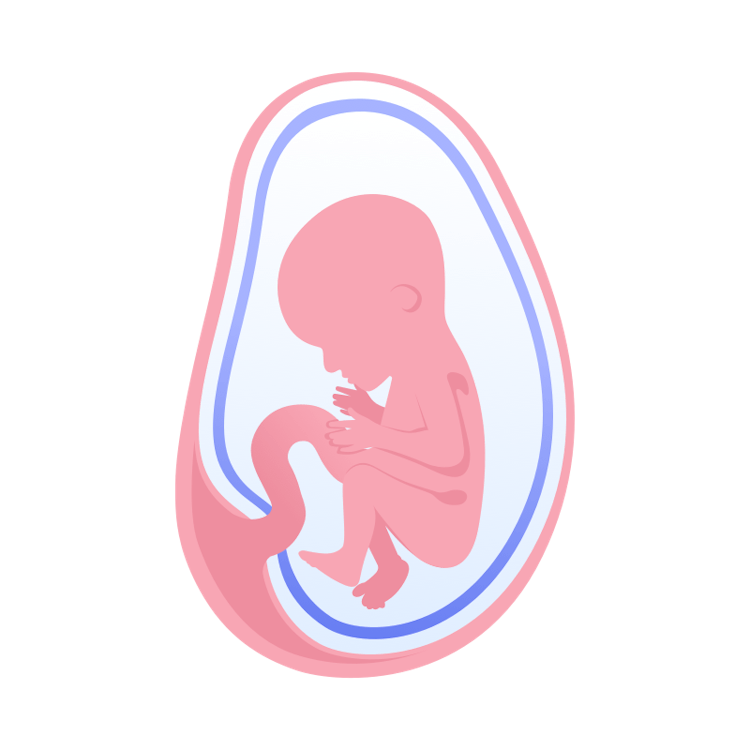 illustration av foster i vecka 18