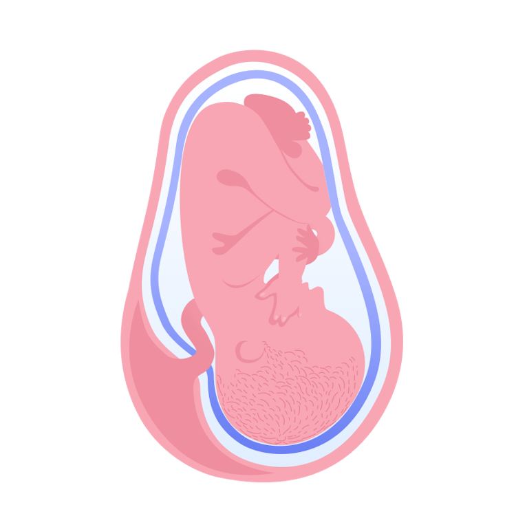 illustration av foster i vecka 41