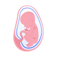illustration av foster i vecka 28