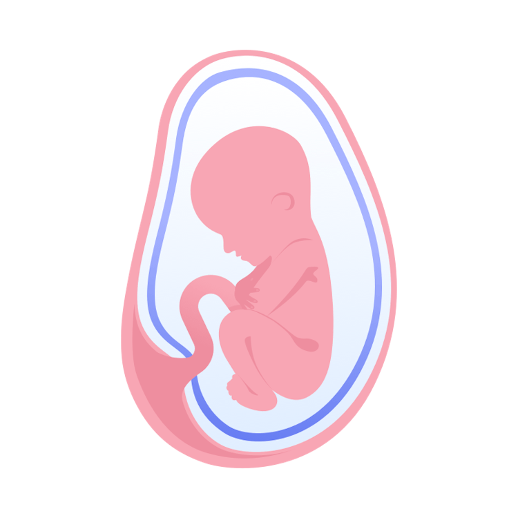 illustration av foster i vecka 22