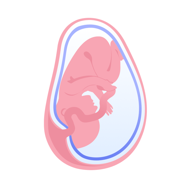 illustration av foster i vecka 34