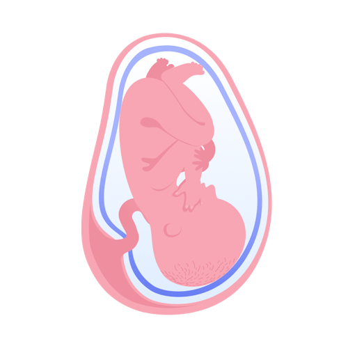 illustration av foster i vecka 35