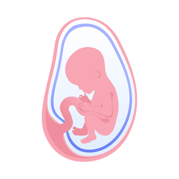 Illustration av foster i vecka 15