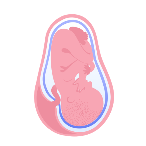 illustration av foster i vecka 38