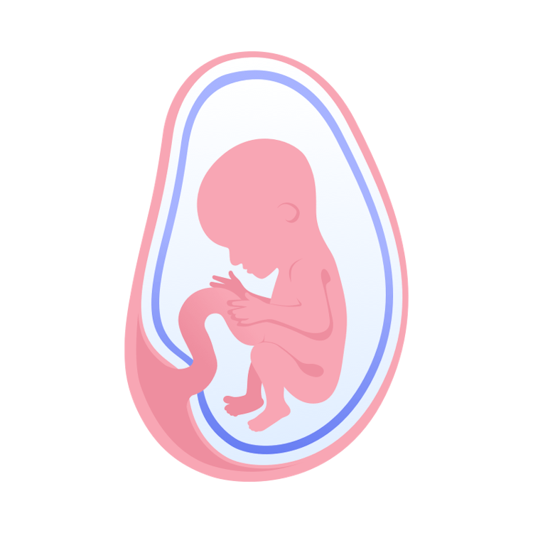 illustration av foster i vecka 17
