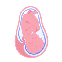 illustration av foster i vecka 39