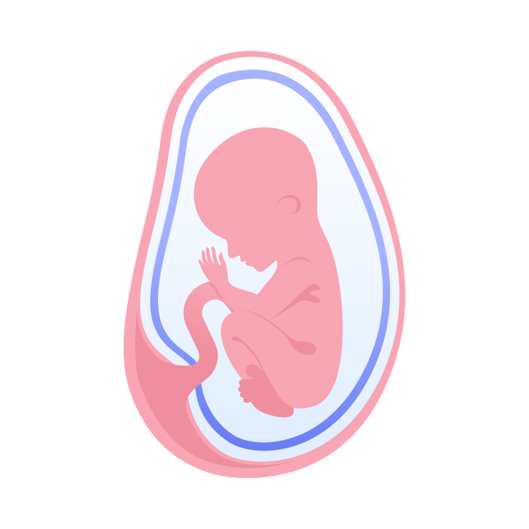 illustration av foster i vecka 23