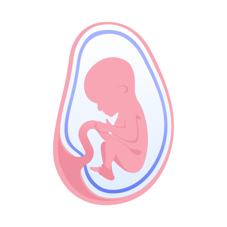 illustration av foster i vecka 20