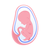 illustration av foster i vecka 27