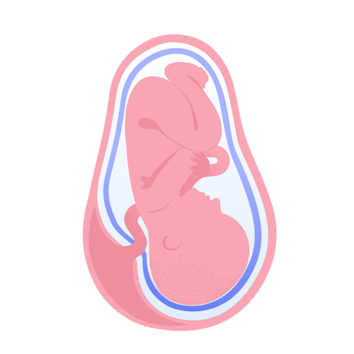 illustration av foster i vecka 37