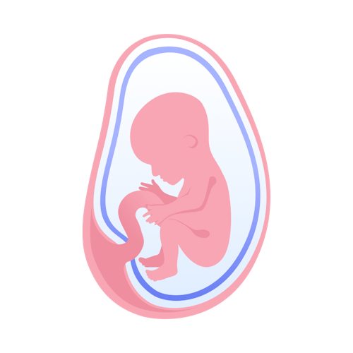 illustration av foster i vecka 16