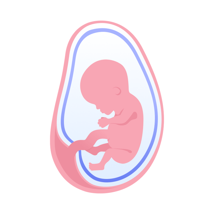 illustration av foster i vecka 12