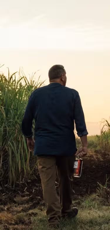 Man walking through a sugarcane field at sunset, holding a bottle of Eminente rum, highlighting the craft origins of Cuban rum.