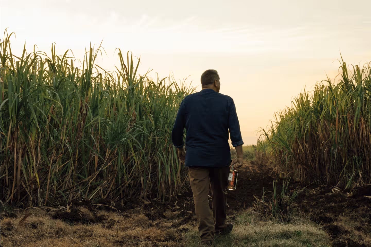 Man walking through a sugarcane field at sunset, holding a bottle of Eminente rum, highlighting the craft origins of Cuban rum.