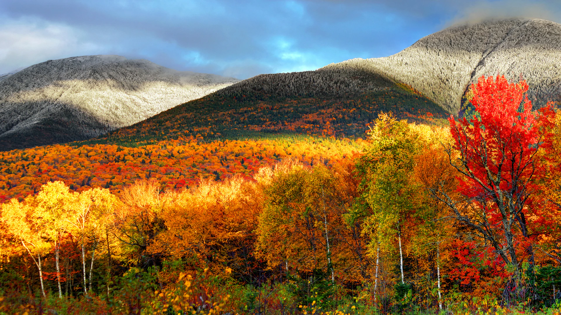 Brand wilderness