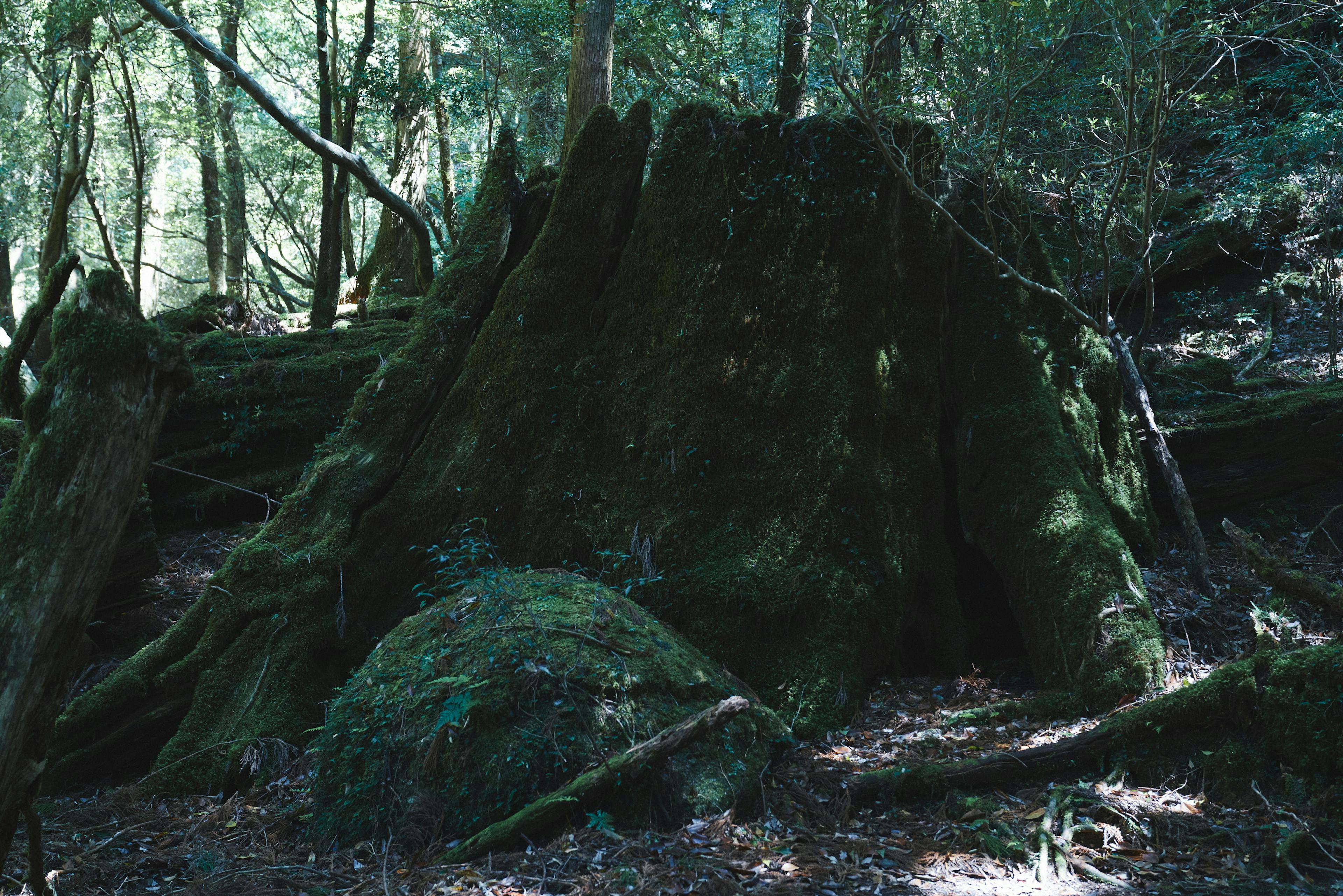 Unique Taste Matured in Yakushima Cedarwood