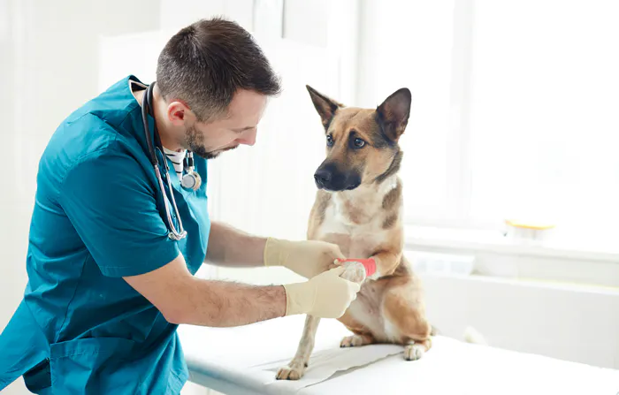 veterinar-kollar-hunds-tass