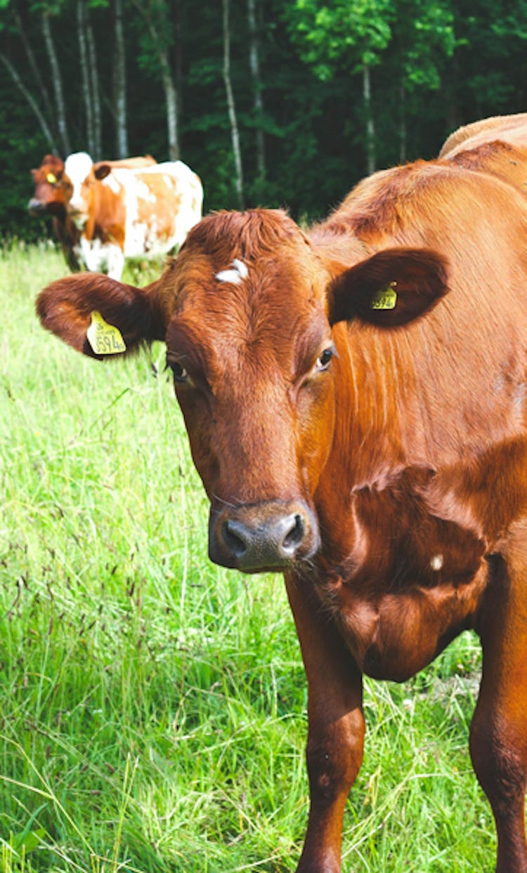 brun-kossa-tittar-på-oss