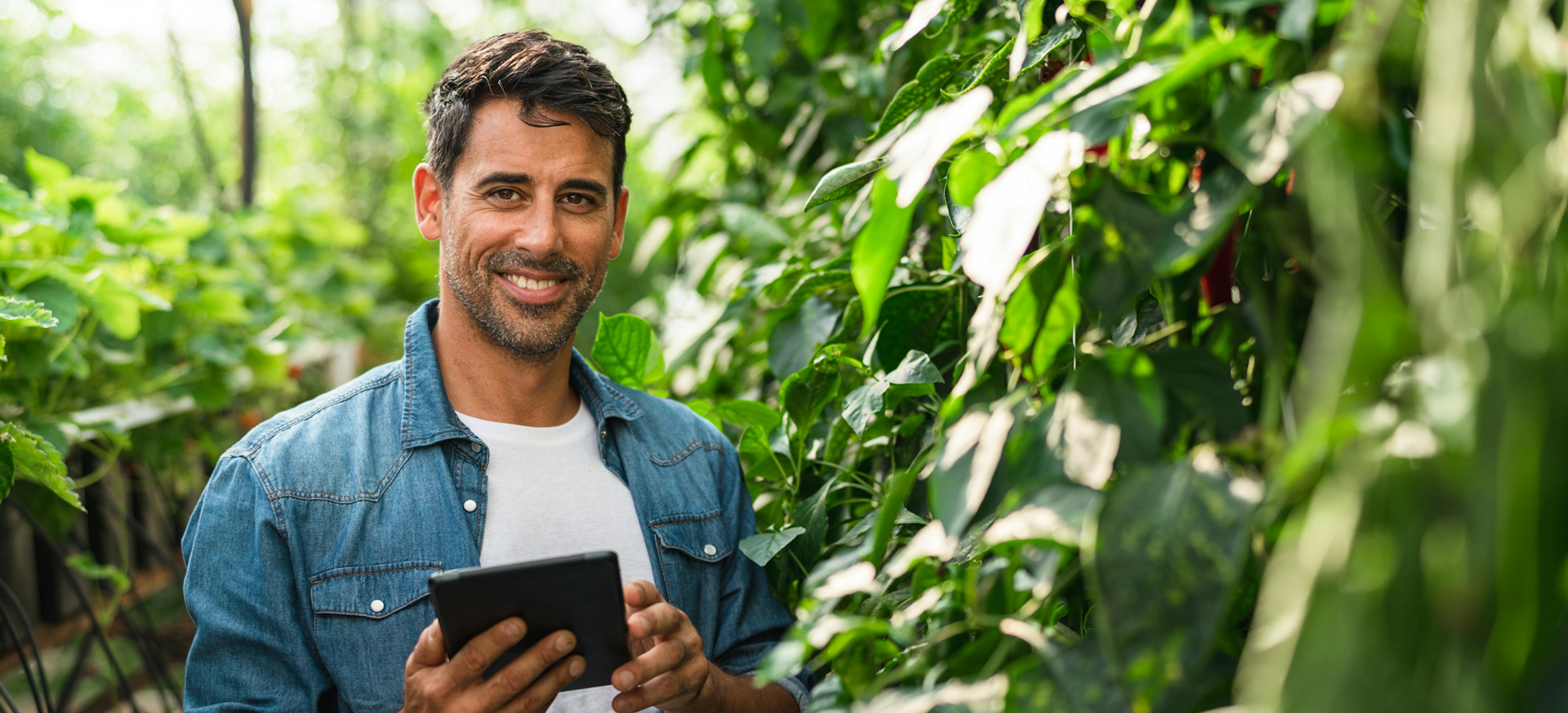 man-star-med-device-i-vaxthus-med-jordgubbsodling-horisontal