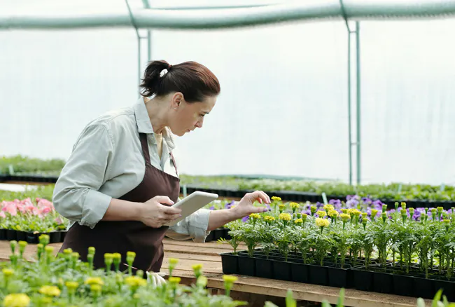 kvinna-bland-planterade-plantor-hon-haller-ipad