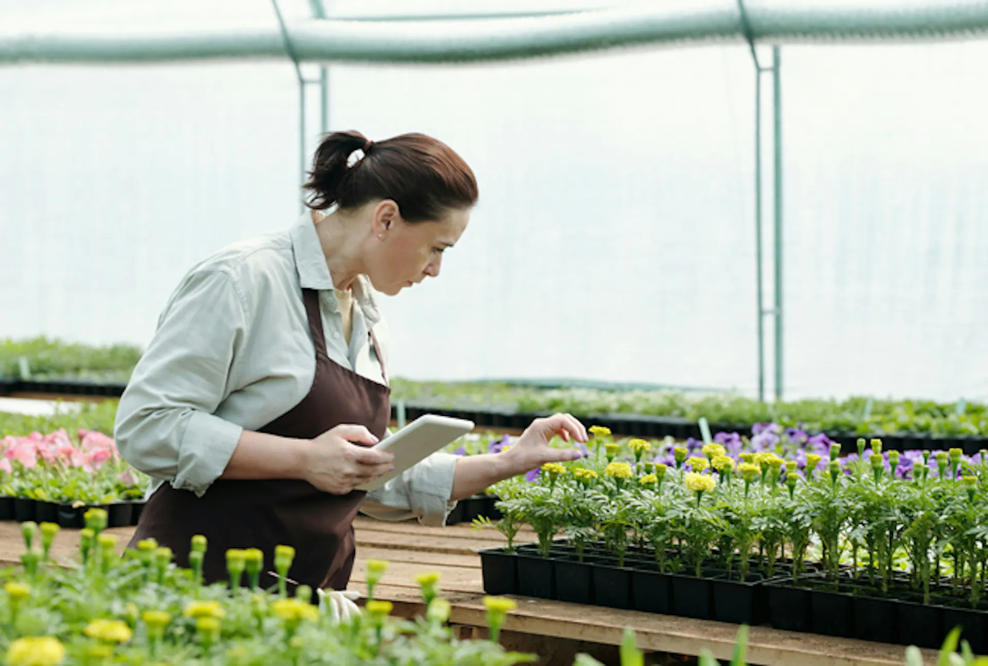 kvinna-bland-planterade-plantor-hon-haller-ipad