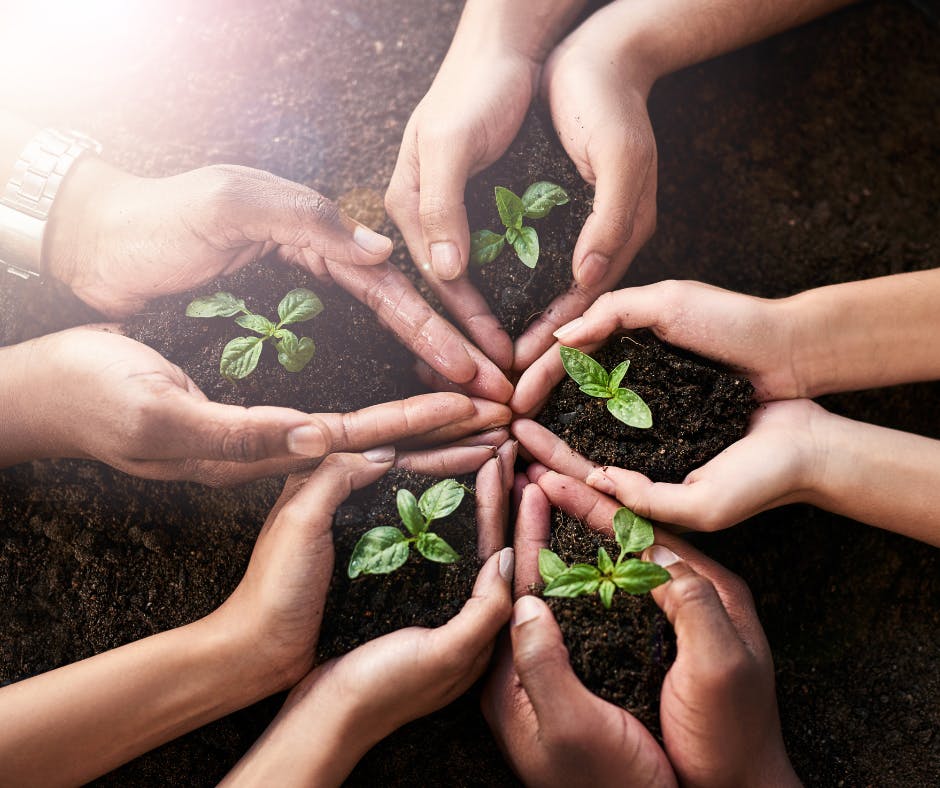 seeds growing in soil