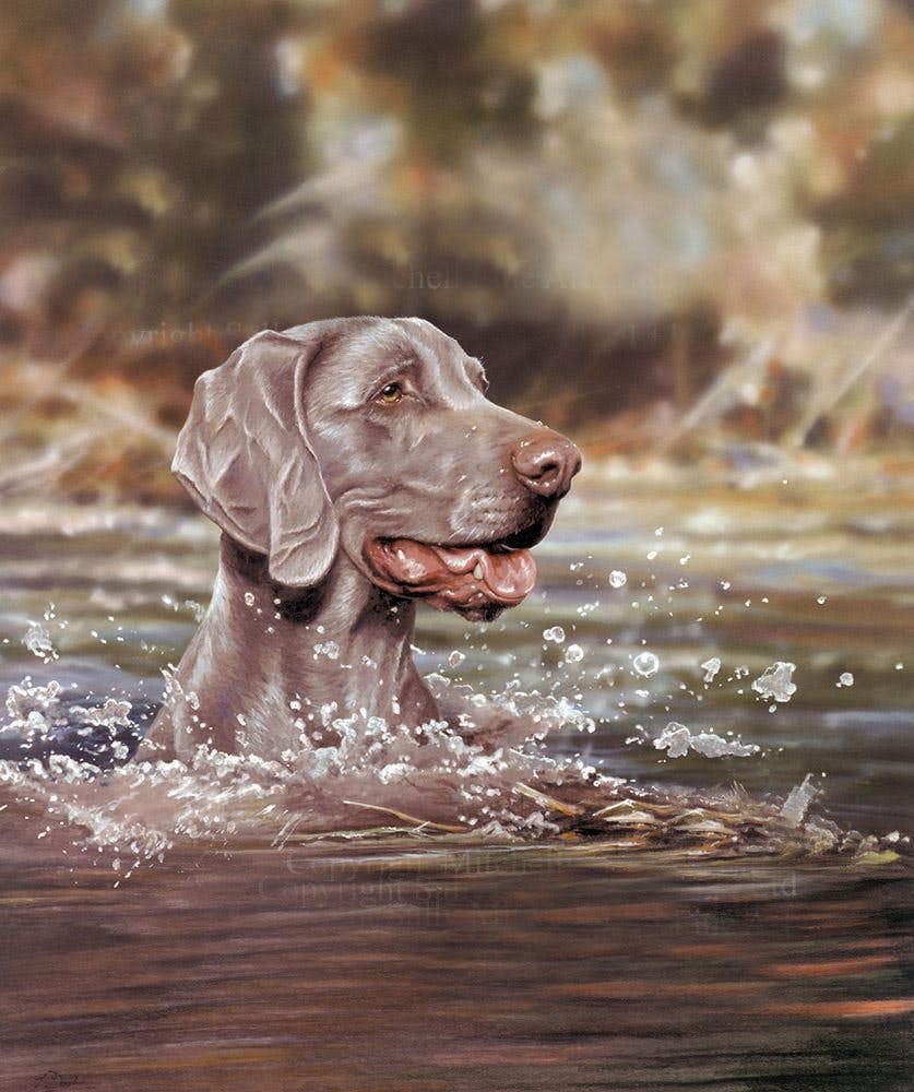 can weimaraners swim