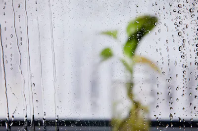 top reasons to use a home dehumidifier
