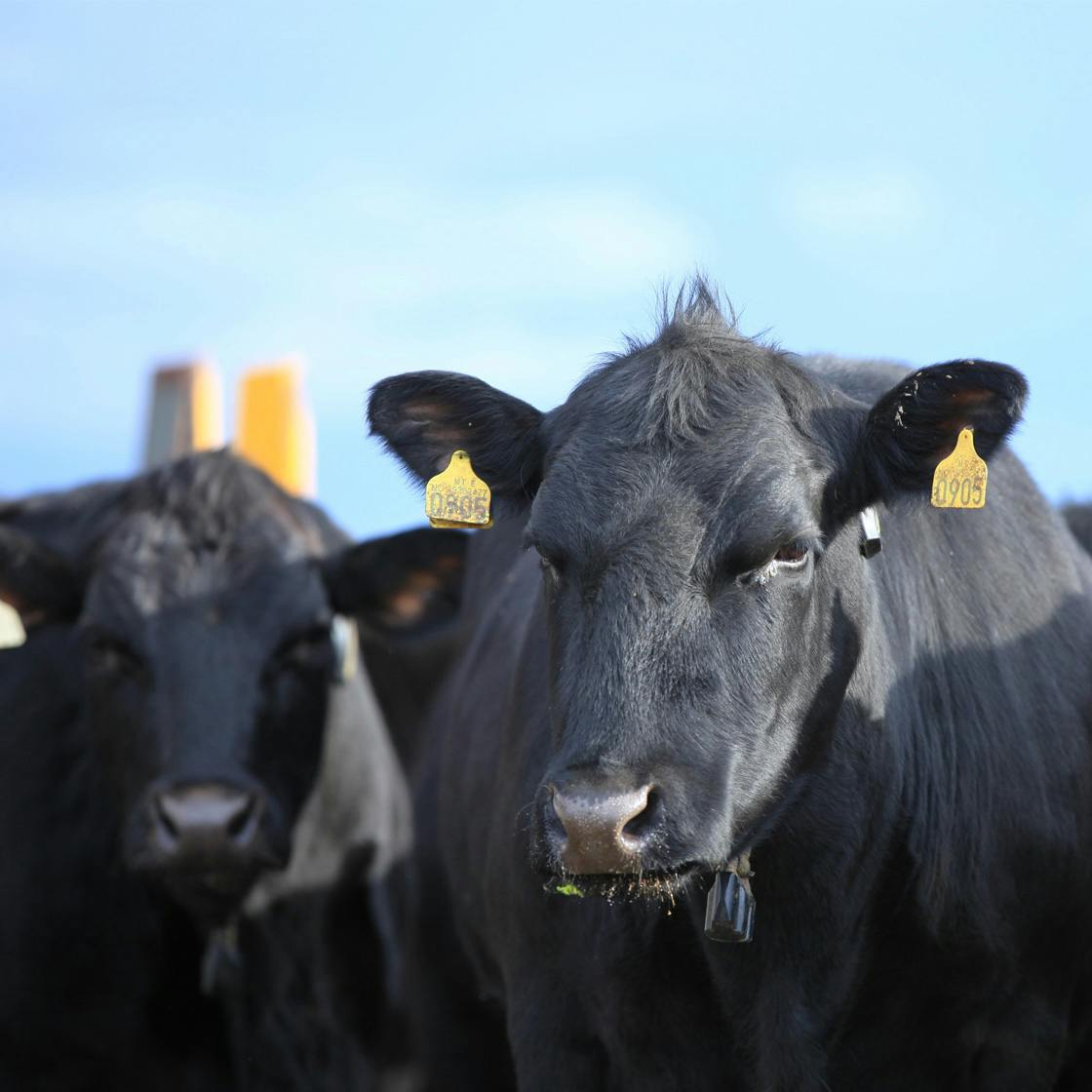 Cow at Bull Gård