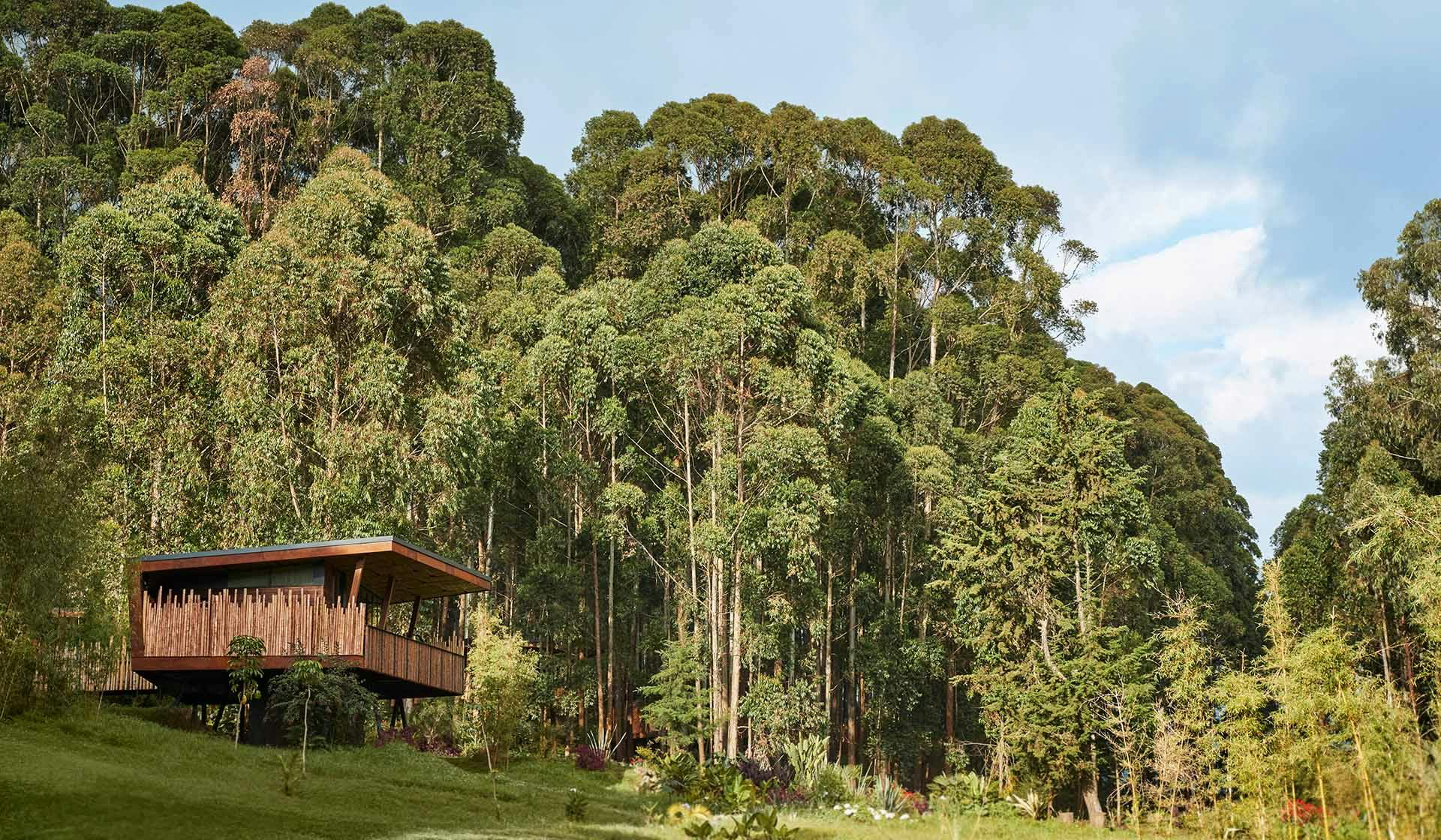 Gorilla’s Nest - Made by Krivaja