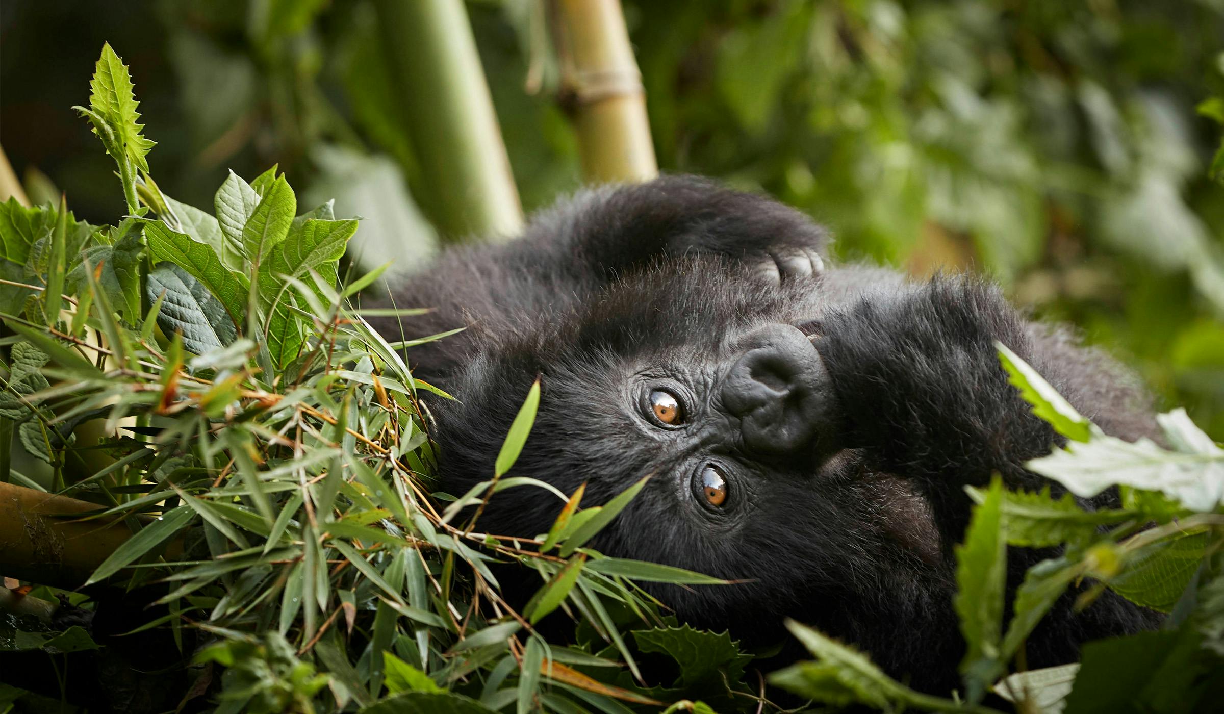 One&Only Gorilla's Nest Baby Gorilla 