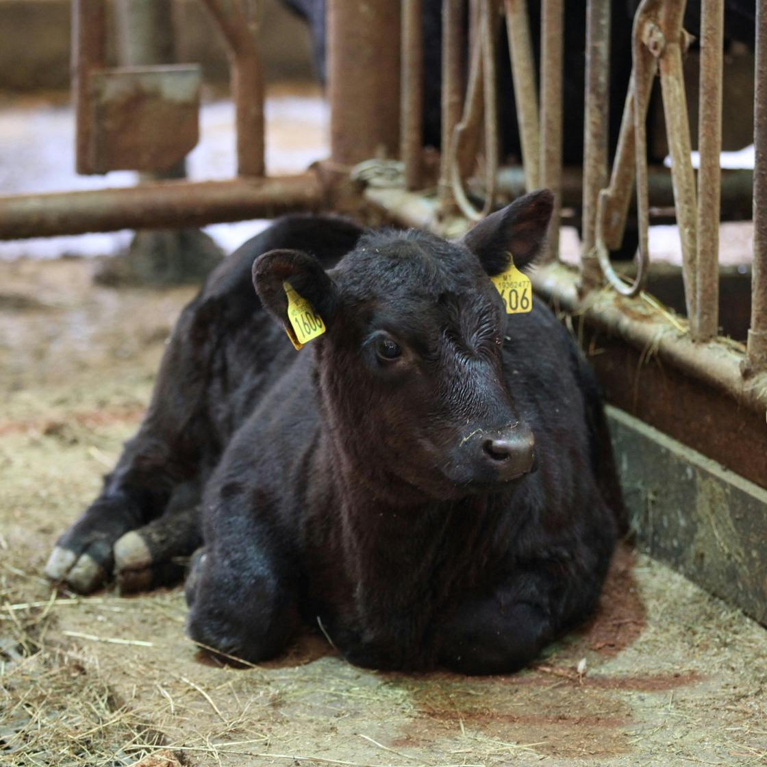 Cow-Calf at Bull Gård