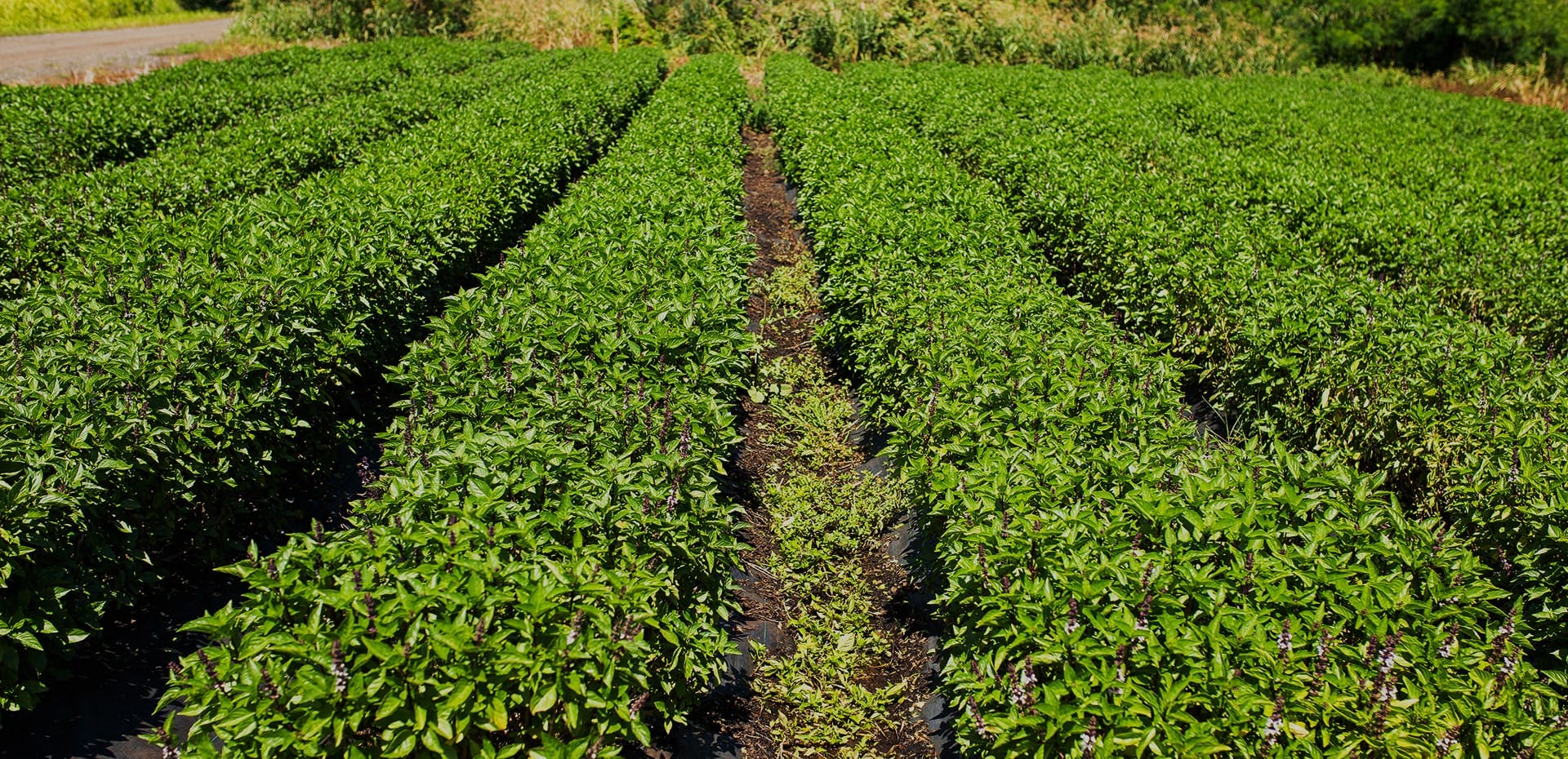 Basil leaves