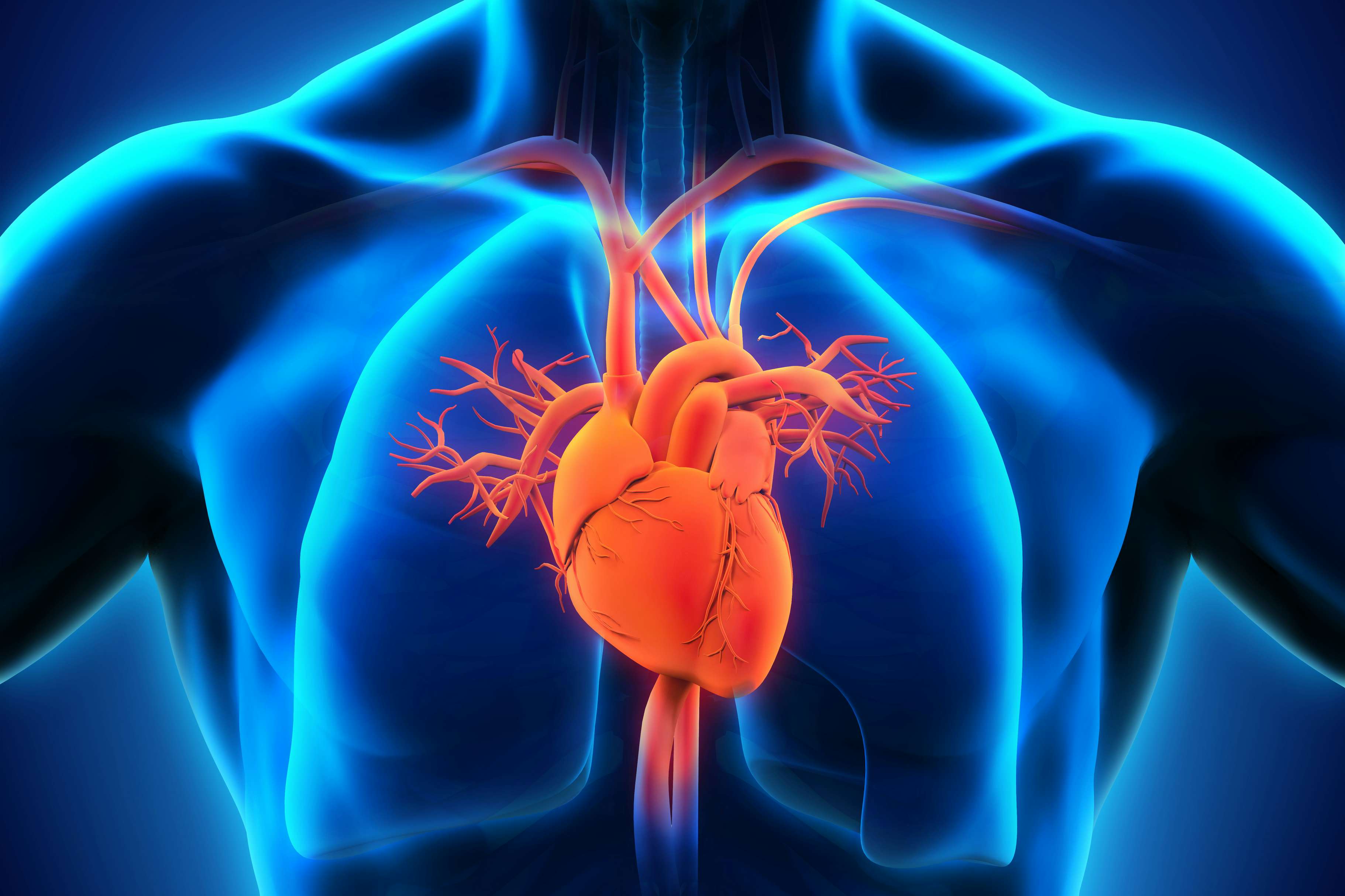 3D image showing human organs like the heart and lungs