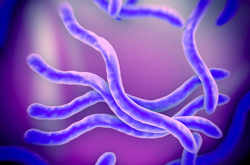 Spiral bacteria under a microscope