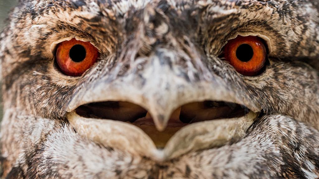 Adler mit roten Augen