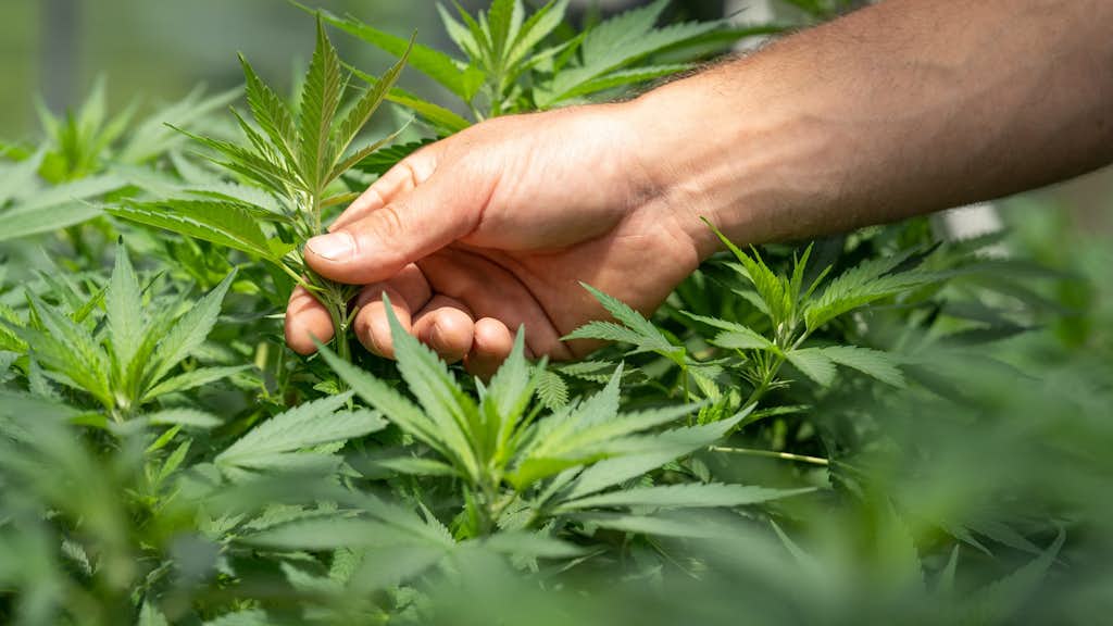 Eine Hand die Cannabis Blätter berührt