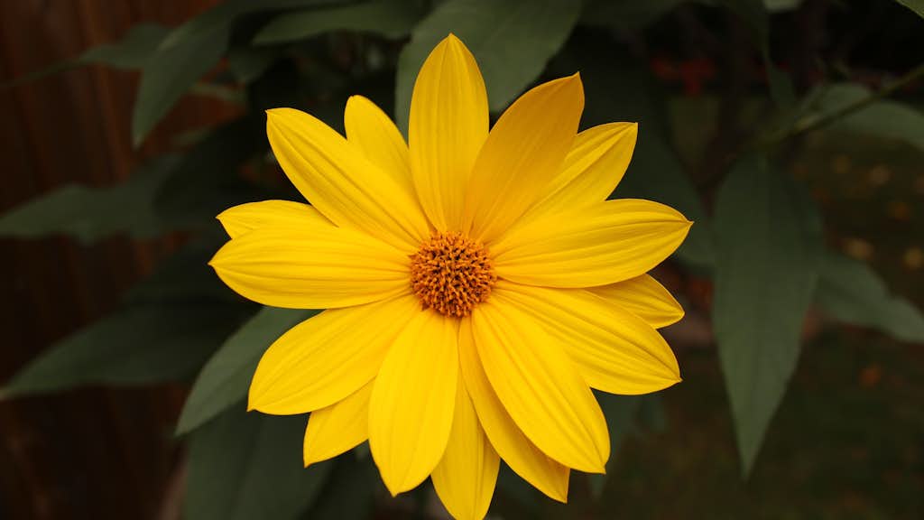 Gelbe Blume