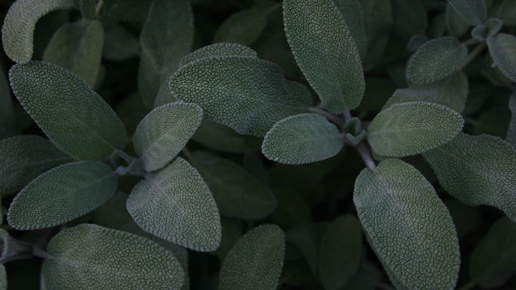 Salbei