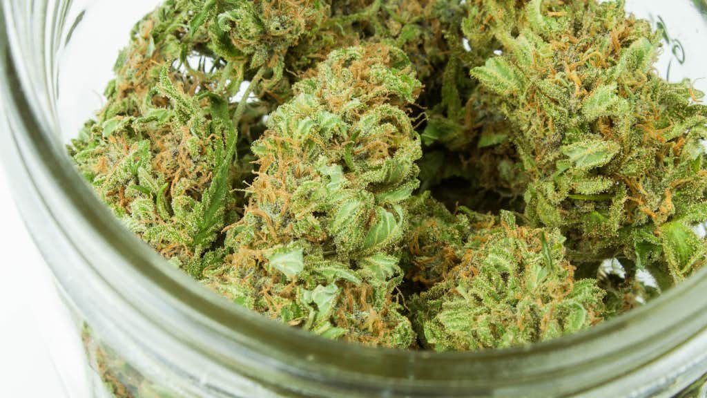 Cannabis Knospen in einem Glasbehälter.