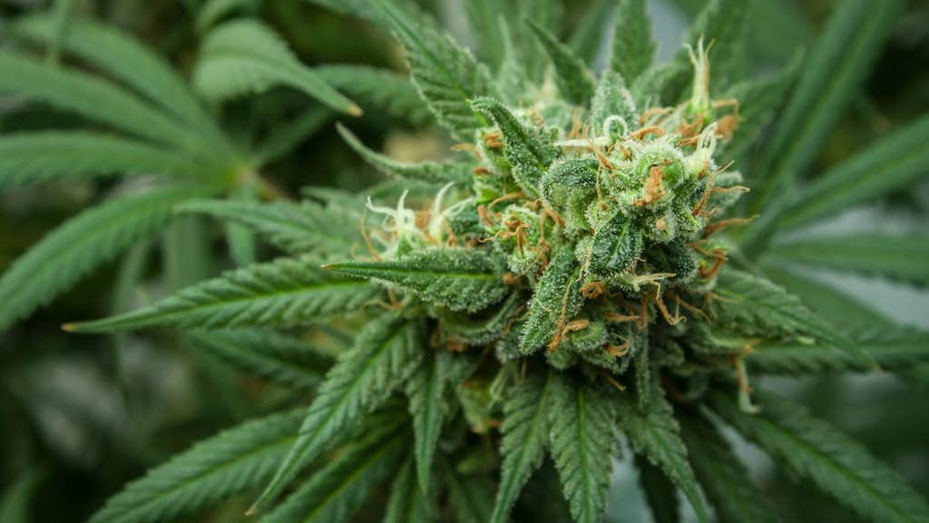 Cannabis Blüte