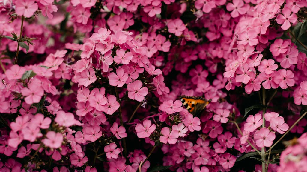 Blumen