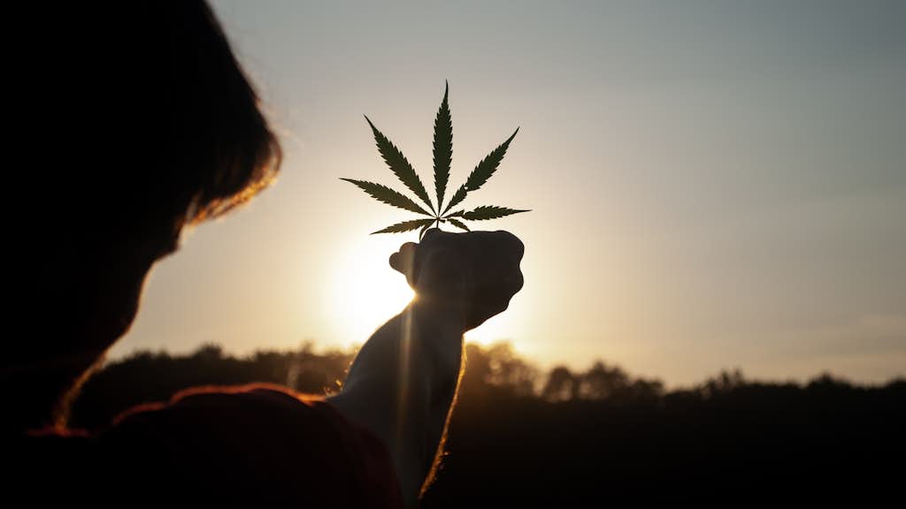 Cannabis Blatt