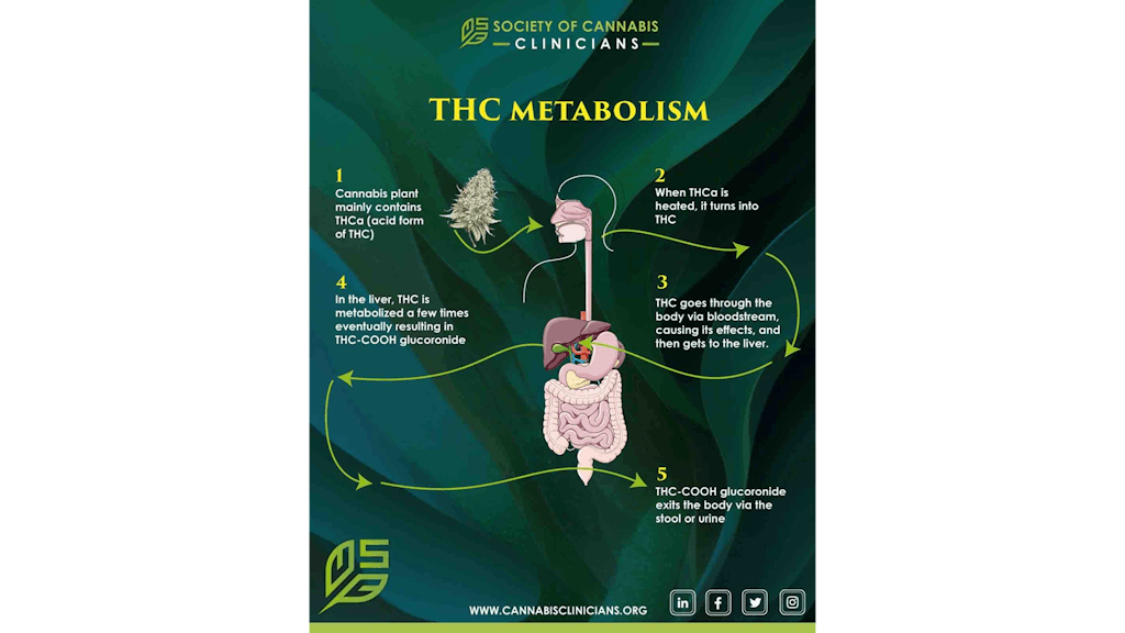 Stoffwechselprozess von THC